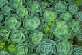 Succulent plants in ooty forming a pattern Royalty Free Stock Photo