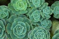 Succulent plants in ooty forming a pattern Royalty Free Stock Photo