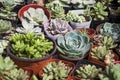 Succulent plants