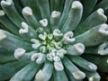 succulent plants Pachyphytum fittkaui ,desert plants Royalty Free Stock Photo