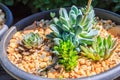 Succulent Plants Pachyphytum Royalty Free Stock Photo