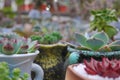 Succulent plants planted in the porcelain jar.