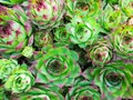 Succulent plants