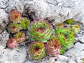 Succulent plants