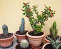 Succulent plants in pot