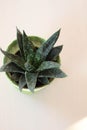 Succulent plants in pots. Decorative indoor plant. Feminine work table. Top view. Green flowers for loft style. Home plants on a w