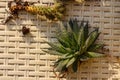 Succulent plants with roots on the surface. Spring activity, Planting