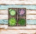 Succulent plants rustic wooden background