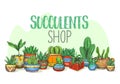 Succulent plants at shop or cactus at store