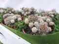 Succulent plants, small white cacti surrounded by large cacti.