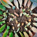 Succulent plants on the soil pot