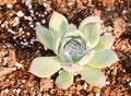 Succulent plants: stone lotus Royalty Free Stock Photo