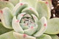 Succulent plants: stone lotus Royalty Free Stock Photo