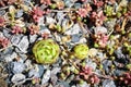 Succulent plants, Stone rose, cactus in flower bed in botanical garden. Close-up. Top view. Royalty Free Stock Photo