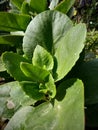 succulent plants in the tropics
