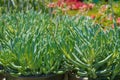 Succulent plants variety. Popular types of succulents