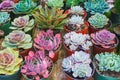 Succulent plants variety. Popular types of succulents