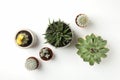 Succulent plants on white background, top view Royalty Free Stock Photo