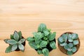 Succulent plants on wood background with copy space Royalty Free Stock Photo