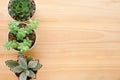 Succulent plants on wood background with copy space Royalty Free Stock Photo