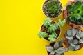 Succulent plants on yellow paper background with copy space