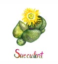 Succulent Pleiospilos compactus, kwaggavy, liver plant, stone plant, split rock or mimicry plant yellow blooming plant
