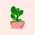 Succulent in a pot