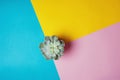 Succulent pot on pink, yellow and blue background. Minimalist creative geometric concept. Flat lay