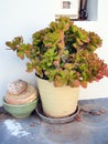 Succulent Potplant Royalty Free Stock Photo