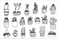 Succulent in pots painted black line on a white background. Vector drawing