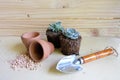 Succulent,pots and shovels Royalty Free Stock Photo