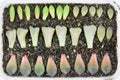 Succulent propagation Royalty Free Stock Photo