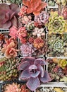 Succulent propagation. Colorful succulent flowers pink, blue, green, red and purple colors, top view Royalty Free Stock Photo