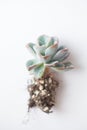 Succulent propagation. Echeveria orpet plant rosette with root on white