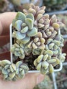 Succulent propagation. Graptopetalum Paraguayense, Graptosedum Bronze and Echeveria