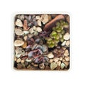 Succulent propagation. Little echeveria Decairn isolated on white, top view
