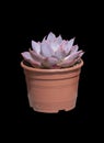 Succulent purple cactus plant in pot isolated