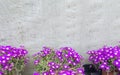 Succulent purple flowers Messem Pendulina
