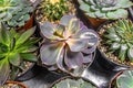 Succulent purple plant Echeveria in flower pot with pebbles Royalty Free Stock Photo