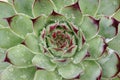 Succulent with rain drops Royalty Free Stock Photo