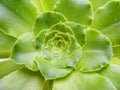 succulent sacred geometry green