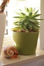 Succulent and seashell on a windowsill Royalty Free Stock Photo