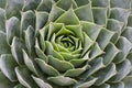 Succulent sempervivum Royalty Free Stock Photo