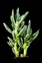 Succulent Senecio serpens or blue chalksticks in front of black background