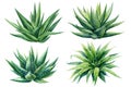 Succulent Set, Aloe. Green plants on isolated white background, Botanical watercolor illustration Royalty Free Stock Photo