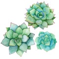 Succulent set isolated on a white background. Watercolor hand drawn illustration. Perfect for card, wedding invitation
