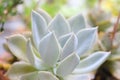 Succulent shaped rose Green flower petal cactus close up Royalty Free Stock Photo
