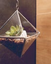 Succulent in a small glass rhombus pot