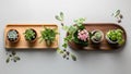 Potted plants are arranged on two rectangular trays one light wood and the Royalty Free Stock Photo
