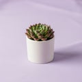 Succulent in a small white pot resting on a light purple surface Royalty Free Stock Photo